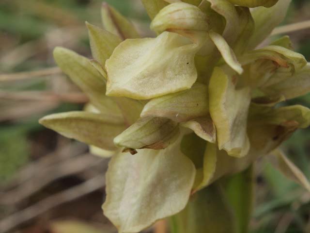 anacamptis collina apocromatica